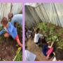 A COLLEITA DE 3º C DE PRIMARIA